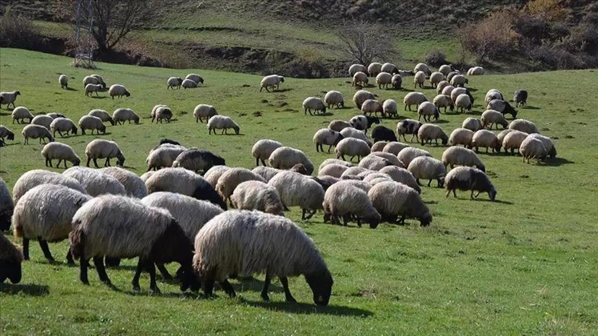 Kırsalda bereket küçükbaşa destek başvuru şartları neler? 2026 2 yıl geri ödemesiz çiftçi kredi başvuru şartları belli oldu mu? Ziraat Bankası çiftçilere destek kredisi kimlere verilir?