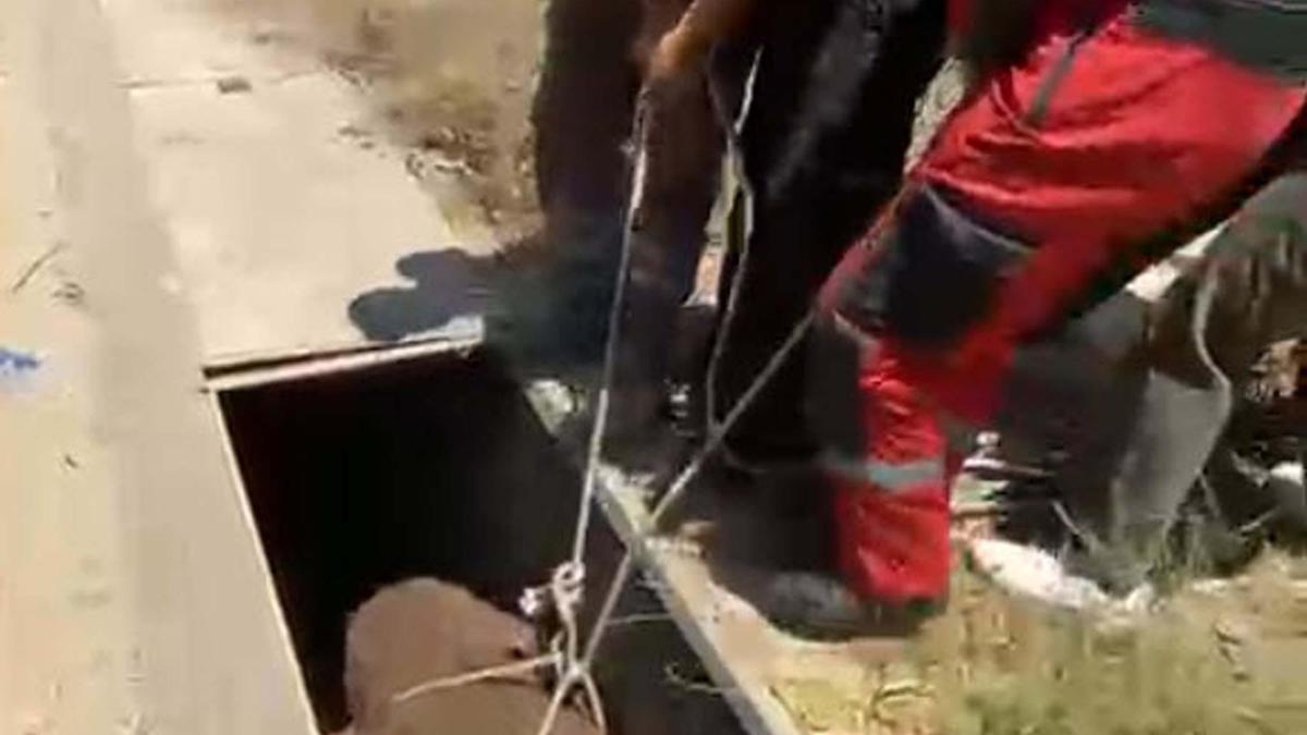 Havalandırma boşluğuna düşen eşek, kurtarıldı